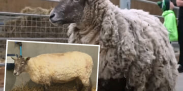 Fiona The 'Loneliest Sheep' Rescued From Bottom Of Scottish Cliff After She Was Stranded For 2 Years!