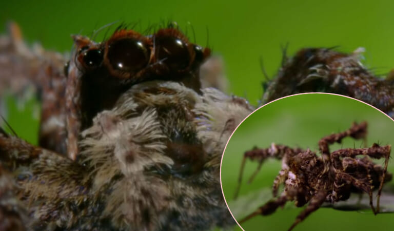Man Says A Spider Laid Eggs In His Toe On European Cruise – And One Was ‘Eating Its Way Out’!